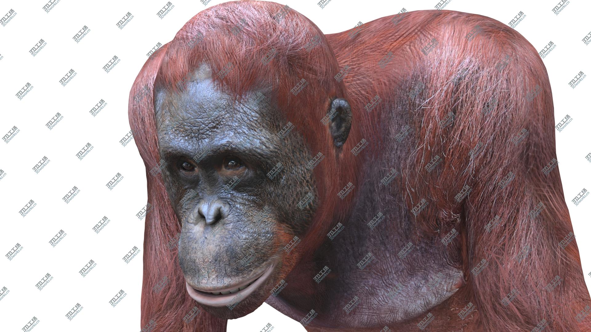 images/goods_img/202104091/Orangutan Female 3D model/3.jpg